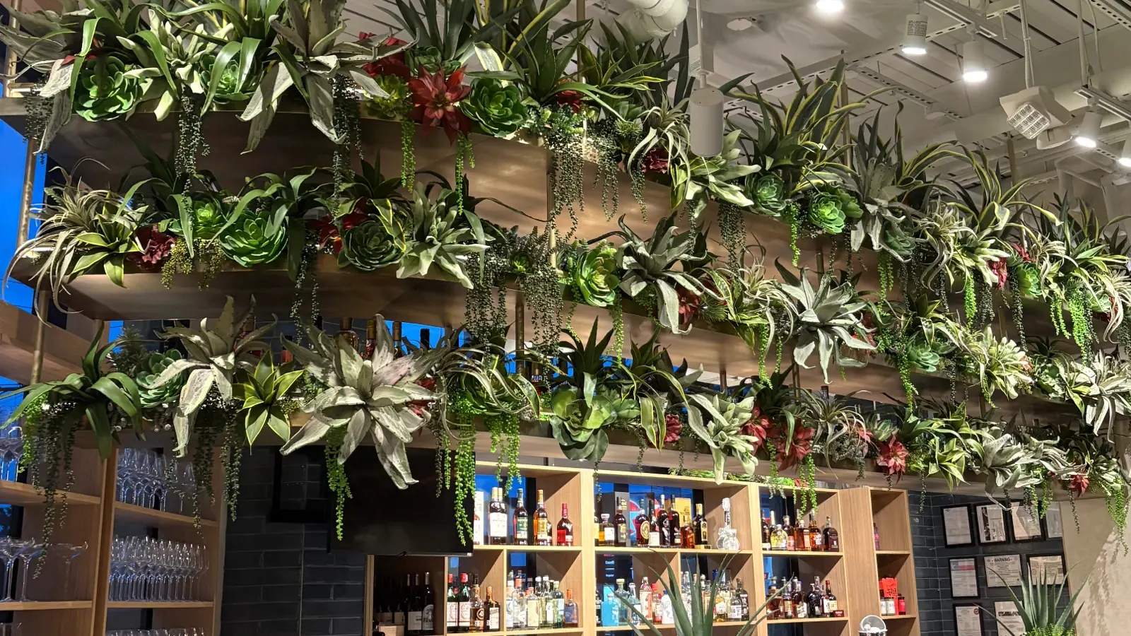 Planted steel structure suspended above the bar at Succulent Fine Dining